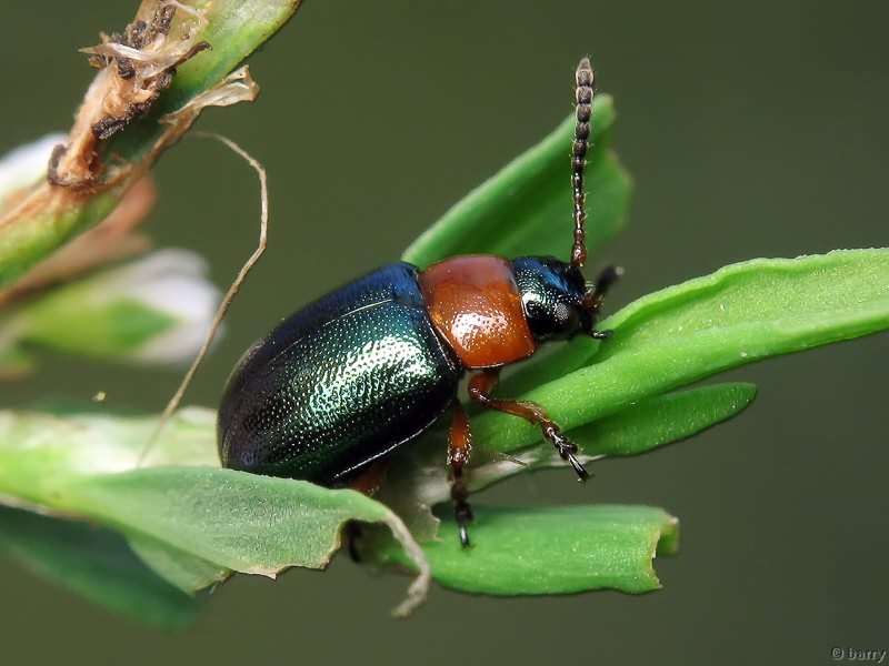 Gastrophysa polygoni (Linnaeus, 1758)